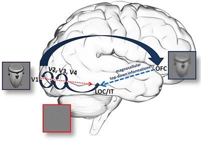 Transcranial Stimulation of the Orbitofrontal Cortex Affects Decisions about Magnocellular Optimized Stimuli